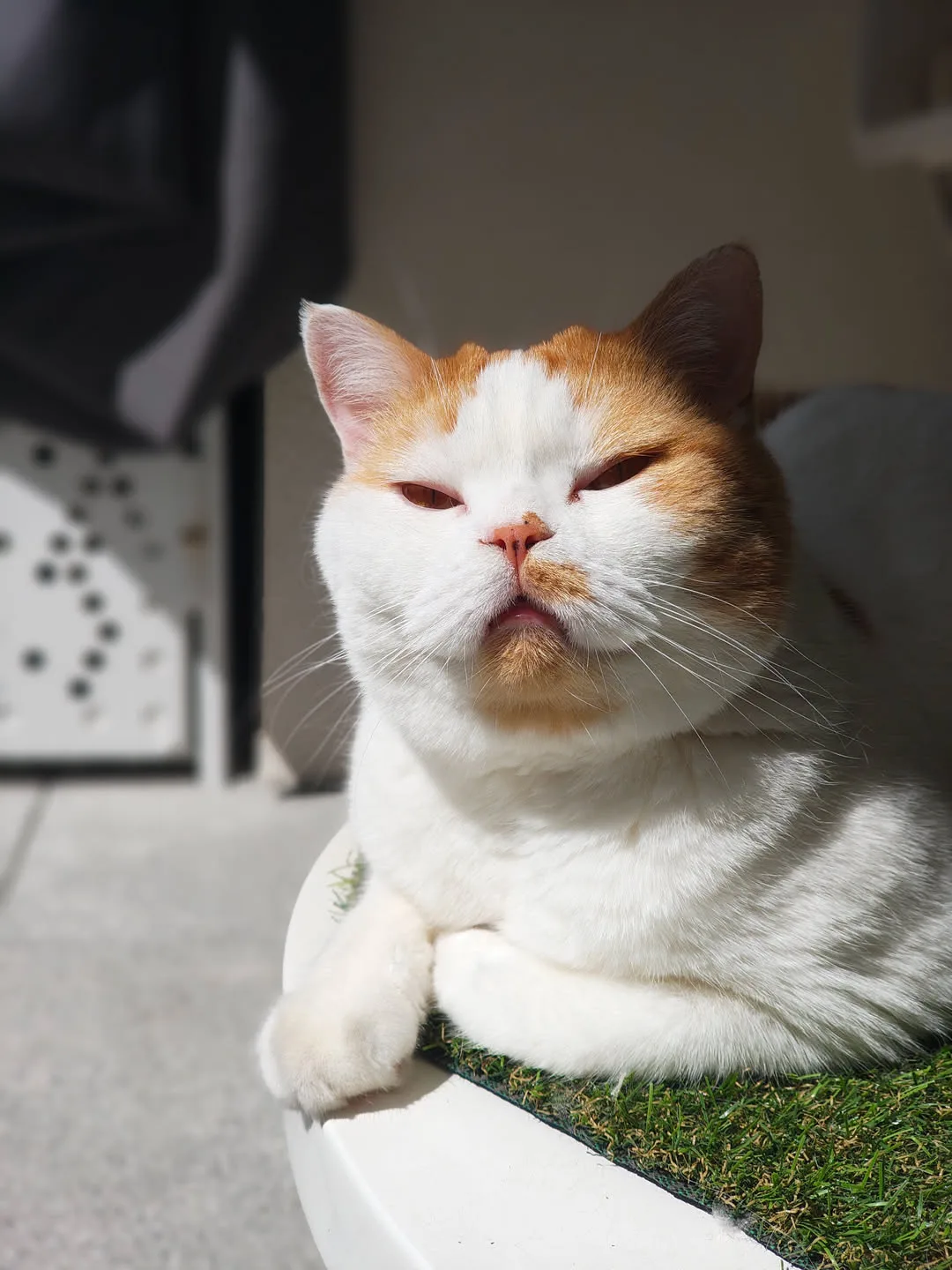 Marty, British Shorthair