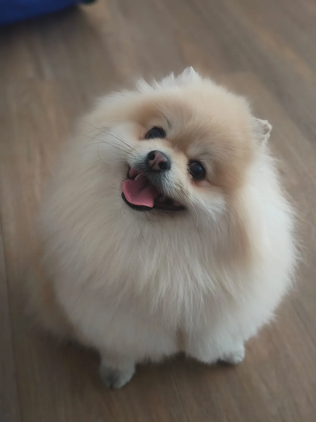 Yuki, Spitz